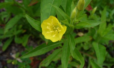 Cây hoa anh thảo, cây anh thảo (Oenothera biennis)