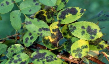 Nghiên cứu biện pháp phòng trừ sâu bệnh trên một số cây thuốc quan trọng