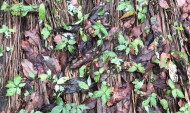 Sâm Ngọc Linh con chết hàng loạt, người dân trồng sâm khốn khổ