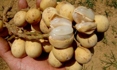 Bòn bon, Loòng Boong (Lansium domesticum)