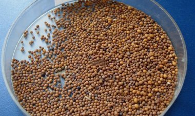 Bạch giới tử (Sinapis, semen Sinapis, Semen Brassicae Junceae)