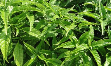 Cây Hoàn Ngọc (Pseuderanthemum palatiferum (Nees) Raldk)