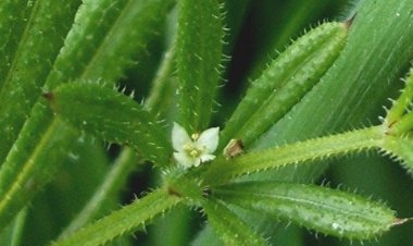 Công dụng và tác dụng của cây thuốc nam cây Vấn Vương