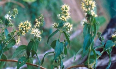 Cây dạ cẩm, cây loét mồm, đất lượt, đứt lướt, chạm khẩu cắm (Hedyotis capitellata , Oldenlandia capitellata (G. Don) Kuntze)