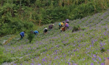 Vùng cây dược liệu cát cánh ở thung lũng xã Lủng Thần, huyện Bắc Hà, Lào Cai.