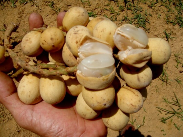 Bòn bon, Loòng Boong (Lansium domesticum)