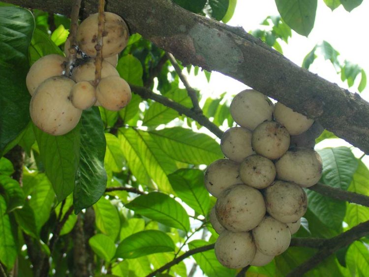 Bòn bon, Loòng Boong (Lansium domesticum)