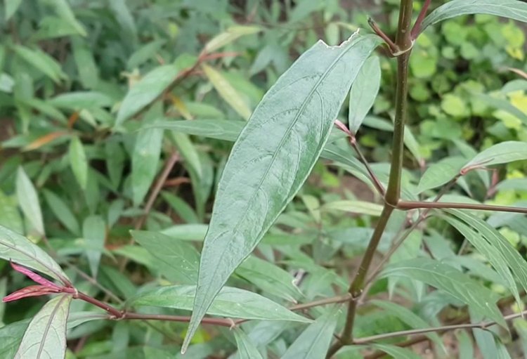 Cây Hoàn Ngọc (Pseuderanthemum palatiferum (Nees) Raldk)