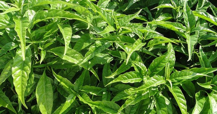 Cây Hoàn Ngọc (Pseuderanthemum palatiferum (Nees) Raldk)