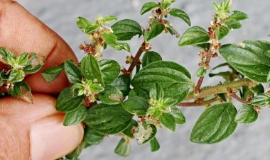 Lưu ý sử dụng cây thuốc Vòi tím (Pouzolzia zeylanica (L.) Benn)