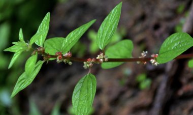 Cây Bọ mắm, thuốc giòi (Pouzolzia zeylanica)