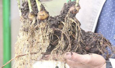 Cây sâm Ngọc Linh 'khủng' được định giá gần 1 tỷ đồng