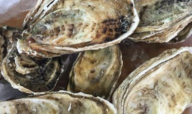 Vị thuốc Mẫu lệ, vỏ hàu, vỏ hà, hà sông (Ostrea sp)