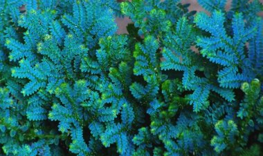 Quyển bá móc (Selaginella uncinata (Desv.) Spring)