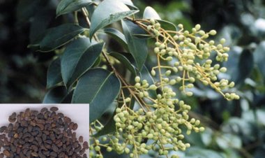 Nữ Trinh Tử (Fructus ligustri lucidi)