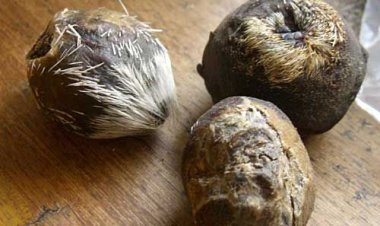 XẠ HƯƠNG (Moschus moschiferus L.)