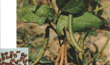 XÍCH TIỂU ĐẬU (Phaseolus angularis Wigth.)