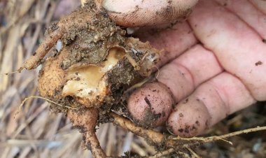 Thành phần sâu và bệnh hại sâm Ngọc Linh tại Việt Nam