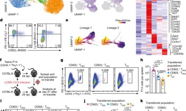 Phát hiện tế bào miễn dịch mới chống lại ung thư và các bệnh mãn tính