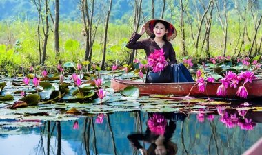 Công dụng và tác dụng trị bệnh của cây Hoa Súng