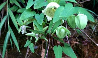 Cây Đảng Sâm (Codonopsis javanica (Blume) Hook.f. et Thoms, Campanumoea javanica Blume)