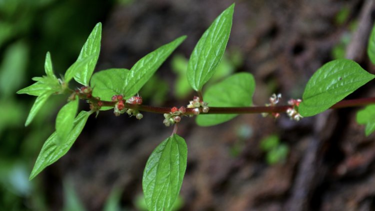 Lưu ý sử dụng cây thuốc Vòi tím (Pouzolzia zeylanica (L.) Benn)