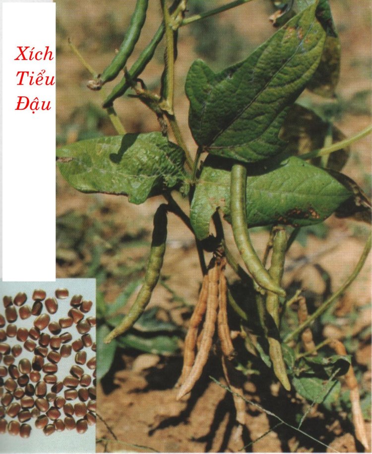 XÍCH TIỂU ĐẬU (Phaseolus angularis Wigth.)