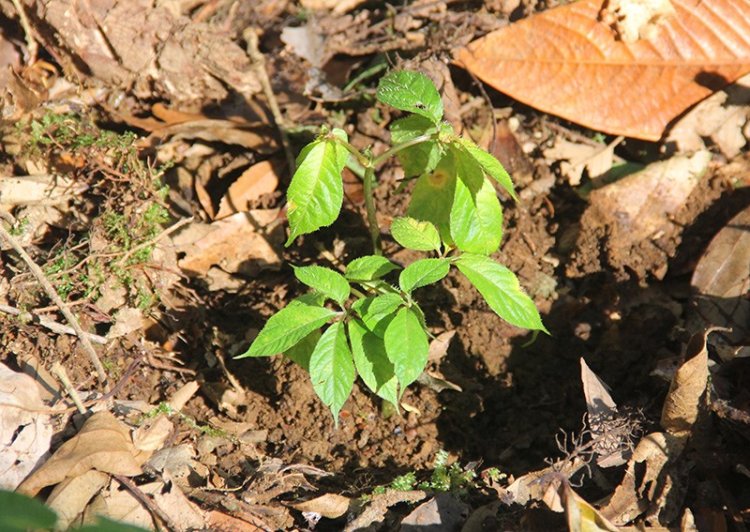 Thành phần sâu và bệnh hại sâm Ngọc Linh tại Việt Nam