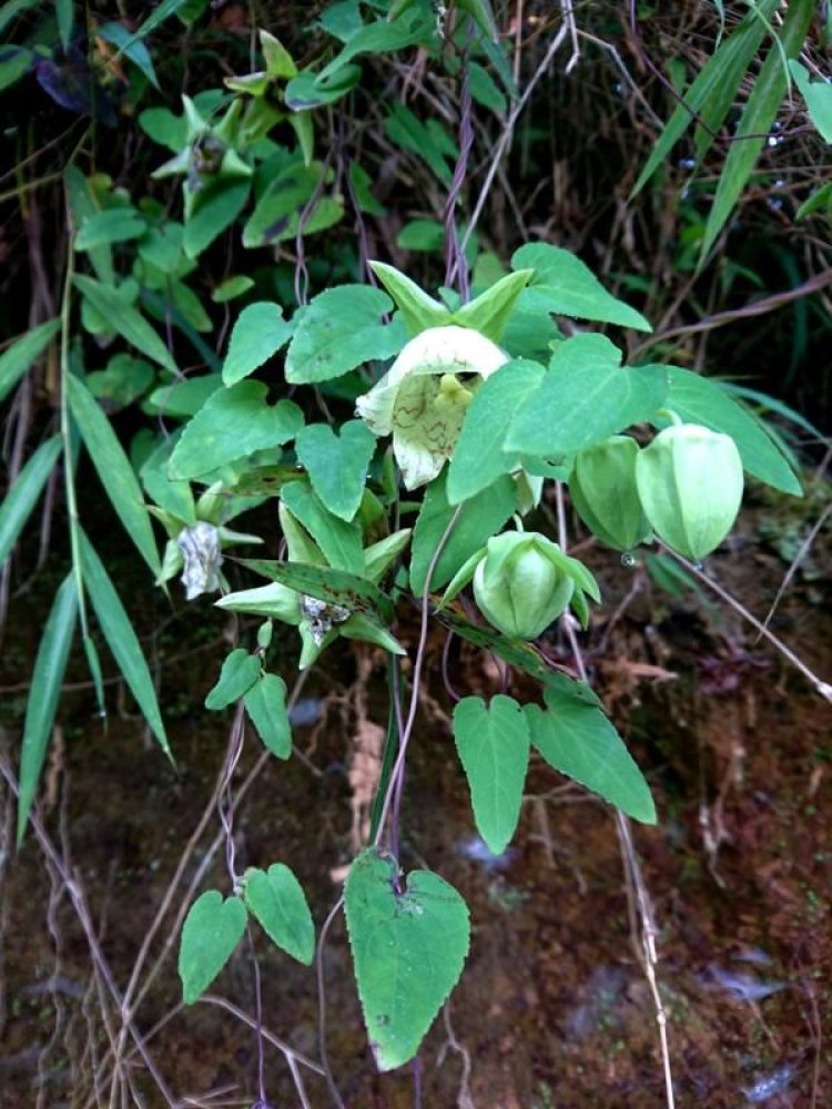 Cây Đảng Sâm (Codonopsis javanica (Blume) Hook.f. et Thoms, Campanumoea javanica Blume)