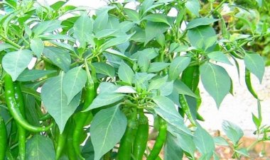 Cây ớt làn lá to, cây mức trâu (Paravallaris macrophylla Pierre)
