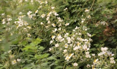 Cây tầm xuân, Hồng nhiều hoa (Rosa multiflora Thunb. (R. polyantha Sieb et Zucc.))