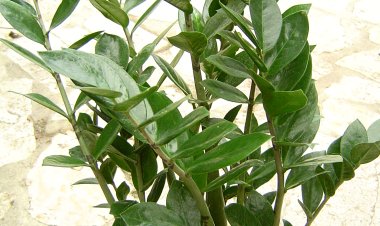 Cây Kim Tiền - Zamioculcas zamiifolia