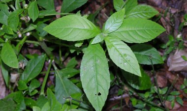 Điều tra nguồn tài nguyên cây thuốc qua tri thức bản địa của đồng bào dân tộc C’tu thuộc xã Bhalee