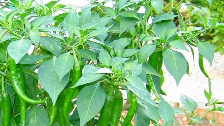 Cây ớt làn lá to, cây mức trâu (Paravallaris macrophylla Pierre)