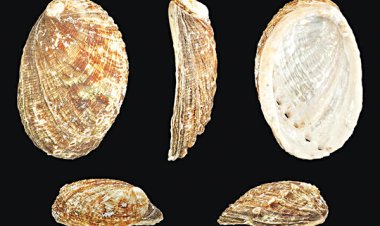 Vị thuốc Thạch quyết minh