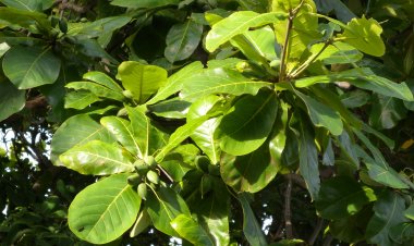 Cây Bàng (Terminalia catappa L)