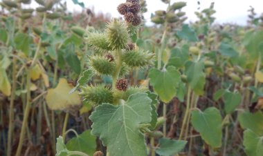 Vị thuốc Thương nhĩ tử  và những bài thuốc giúp tán phong, trừ thấp, thông mũi, giảm đau đầu