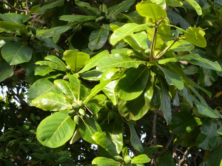 Cây Bàng (Terminalia catappa L)