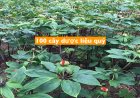 Chi tiết 100 loại cây dược liệu có giá trị y tế và kinh tế cao để tập trung phát triển