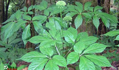 Phát hiện thêm một đỉnh núi có sâm Ngọc Linh