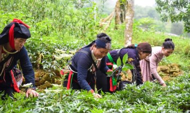 Danh sách các tỉnh (huyện) dự kiến triển khai thí điểm dự án Vùng trồng dược liệu quý 2021 - 2025