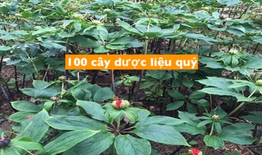 Chi tiết 100 loại cây dược liệu có giá trị y tế và kinh tế cao để tập trung phát triển
