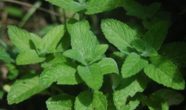 BẠC HÀ (Metha hapocalyx Brig)