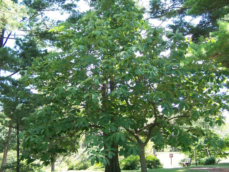 Cây Mộc lan lá lớn Nhật Bản (Magnolia obovata, Magnolia hypoleuca)