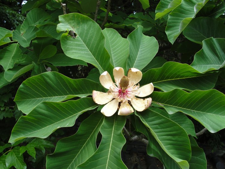 Cây Mộc lan lá lớn Nhật Bản (Magnolia obovata, Magnolia hypoleuca)