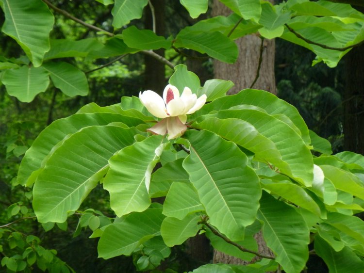 Cây Mộc lan lá lớn Nhật Bản (Magnolia obovata, Magnolia hypoleuca)