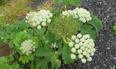 BẠCH CHỈ (Angelica dahurica (Fisch. ex Hoffm.) Benth. et Hook.f.)