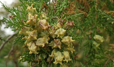 TRẮC BÁCH DIỆP (Biota onentalis (L.) Ende)