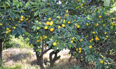 QUÝT (Citrus reticulata Blanco)