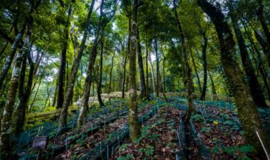 Địa điểm triển khai dự án dược liệu quý phải đáp ứng tiêu chí gì?